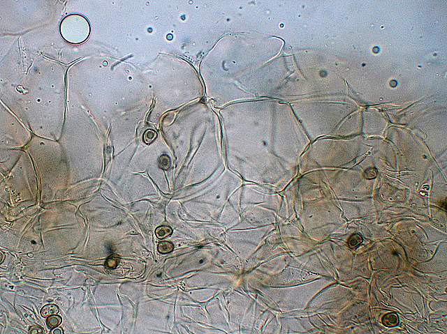 Psathyrella hirtosquamulosa   (Peck)   A. H. Smith